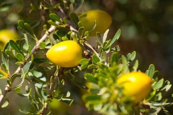 Odkiaľ pochádza arganový olej?