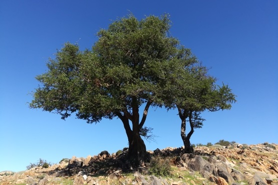 Arganové stromy - bariéra medzi životom a... Saharou